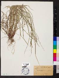 Carex virescens image