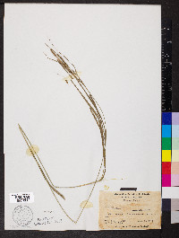 Carex virescens image