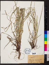 Carex virescens image