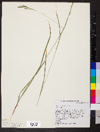 Carex virescens image