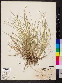 Carex willdenowii image