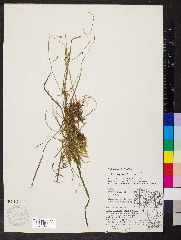 Carex vaginata image