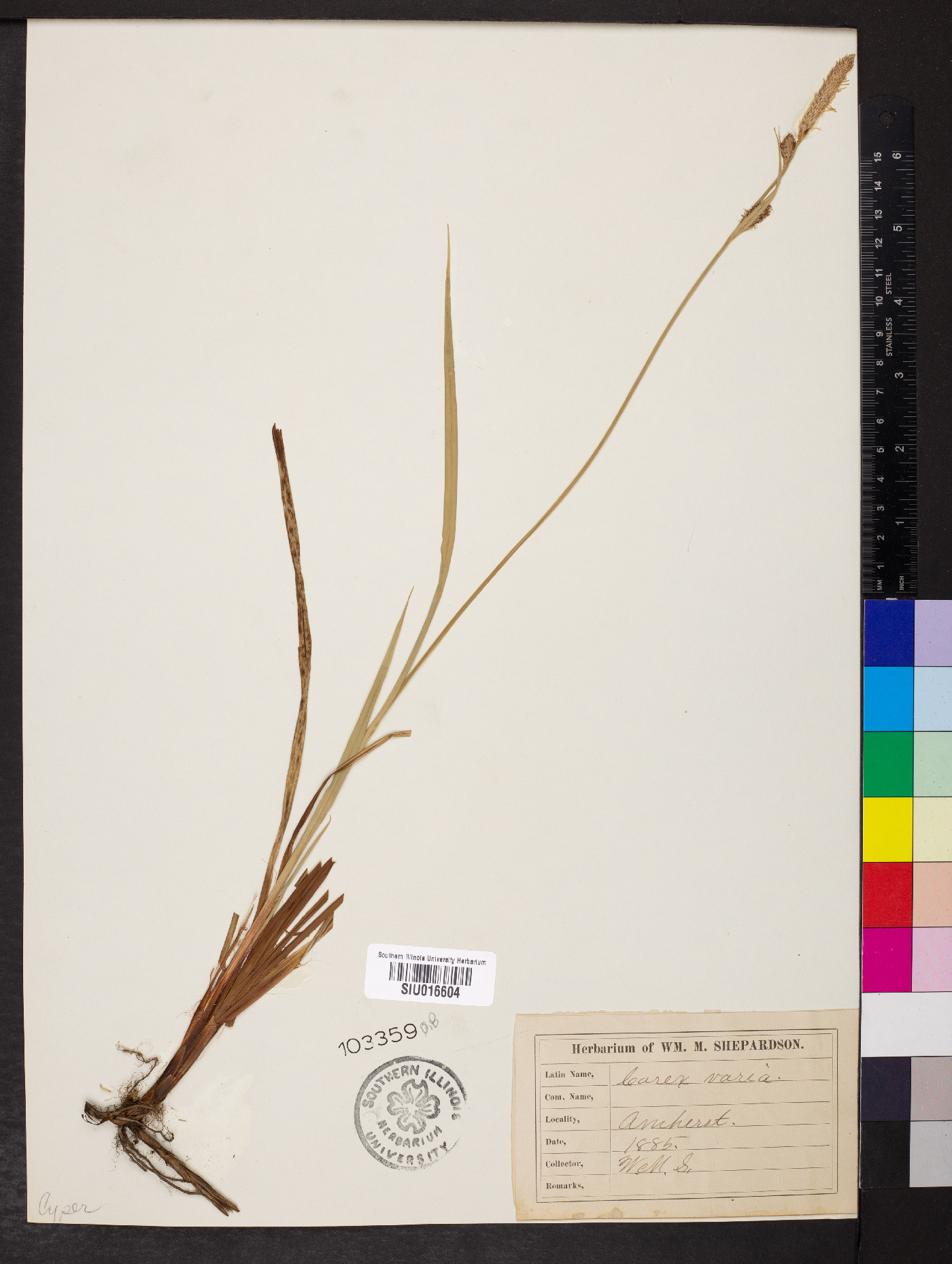 Carex varia image
