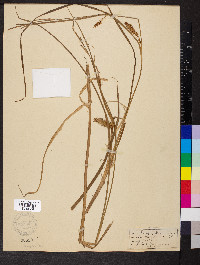 Carex vesicaria image