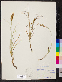 Carex arenaria image