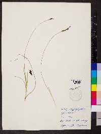 Carex caryophyllea image