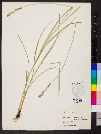 Carex contigua image