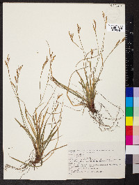 Carex digitata image