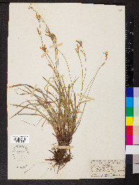 Carex digitata image