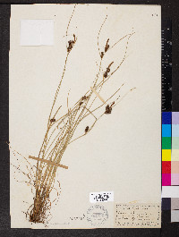 Carex extensa image