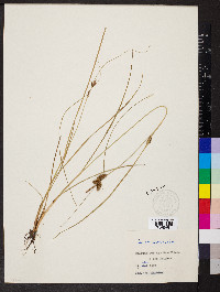 Carex extensa image