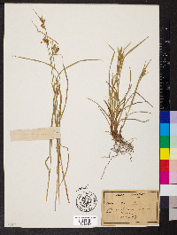 Carex pallescens image