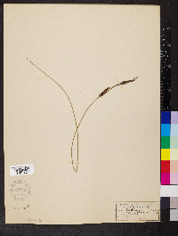 Carex filiformis image