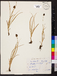 Carex vernacula image