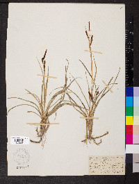 Carex glauca image