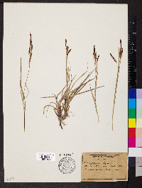 Carex glauca image