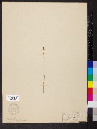 Carex glareosa image