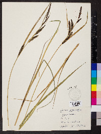 Carex disperma image