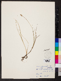 Carex heleonastes image