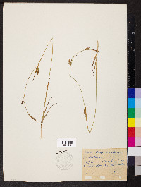Carex hostiana image