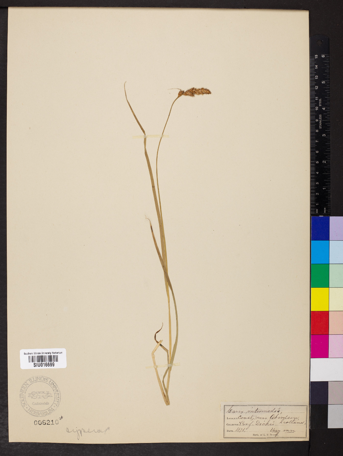 Carex muricata subsp. muricata image