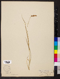 Carex muricata image