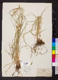 Carex muricata image