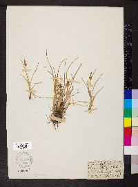 Carex oederi image