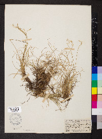 Carex ornithopoda image