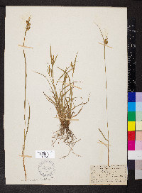 Carex pallescens image