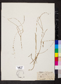 Carex remota image