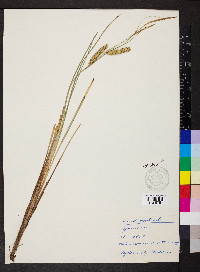 Carex rostrata image