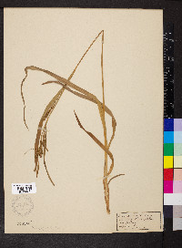 Carex scabrata image