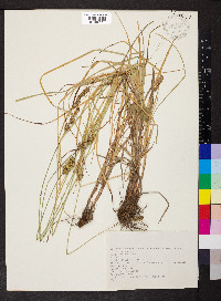 Carex spicata image