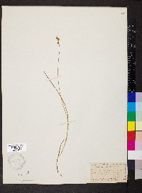 Carex stellulata image