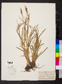 Carex sylvatica image