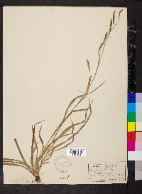 Carex sylvatica image