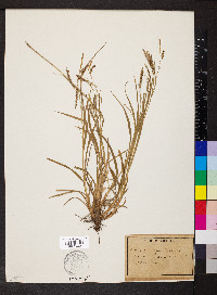 Carex sylvatica image