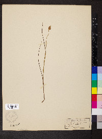 Carex teretiuscula image