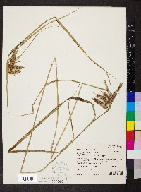 Carex pseudocyperus image