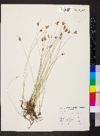 Cyperus laevigatus image