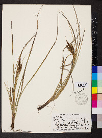 Carex wahuensis image