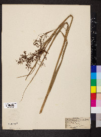 Cladium mariscus subsp. jamaicense image