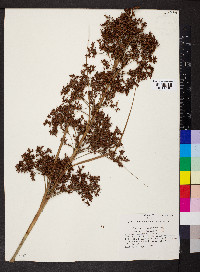 Cladium jamaicense image