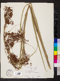 Cladium jamaicense image