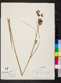 Cladium mariscoides image