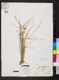 Cyperus acuminatus image