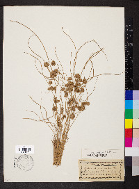 Cyperus acuminatus image