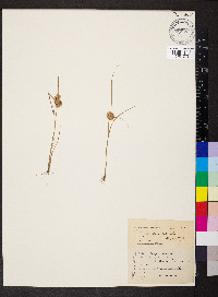 Cyperus acuminatus image