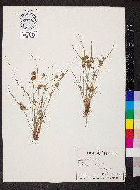 Cyperus squarrosus image